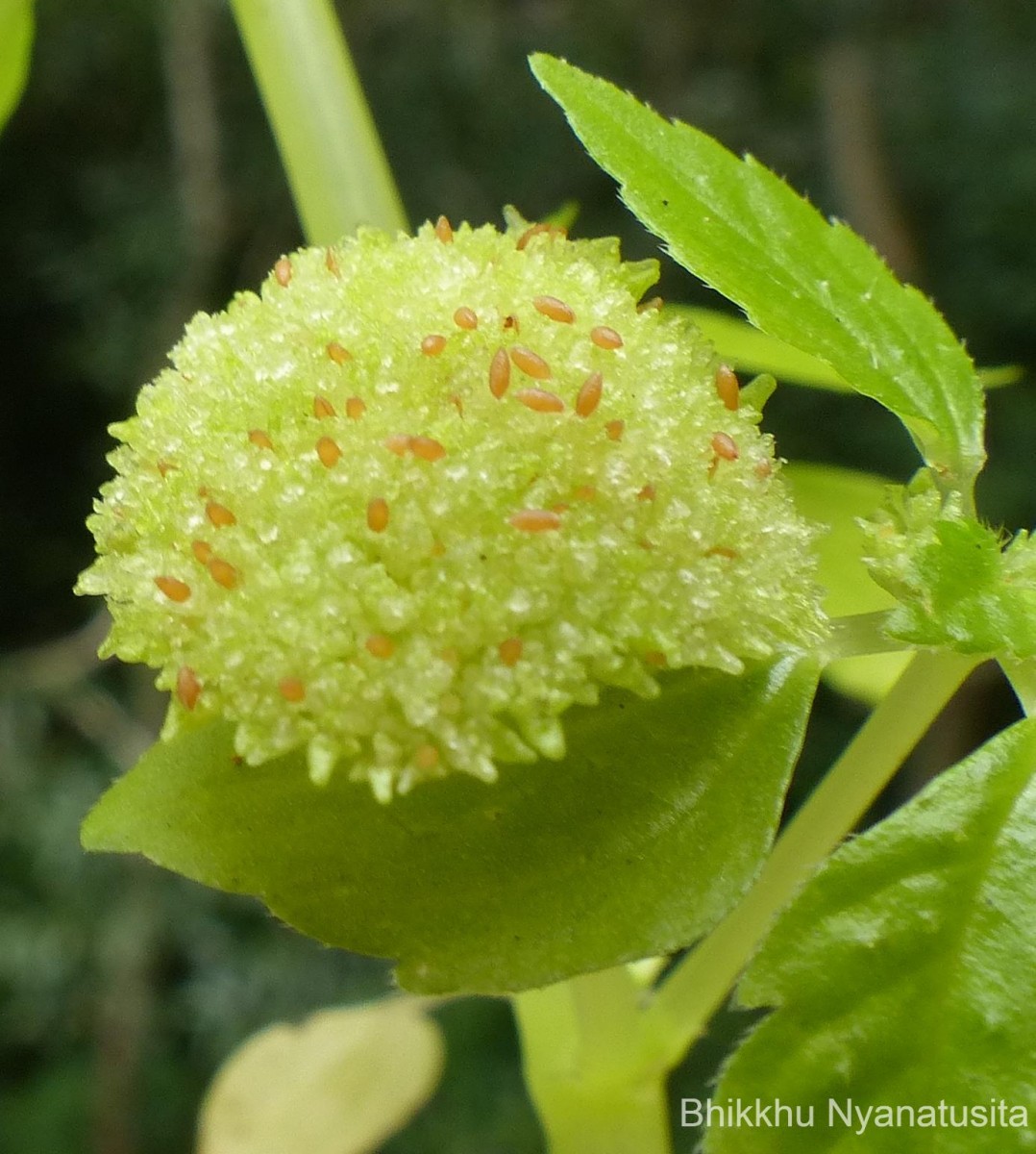 Lecanthus peduncularis (Royle) Wedd.